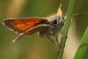 Thymelicus sylvestris